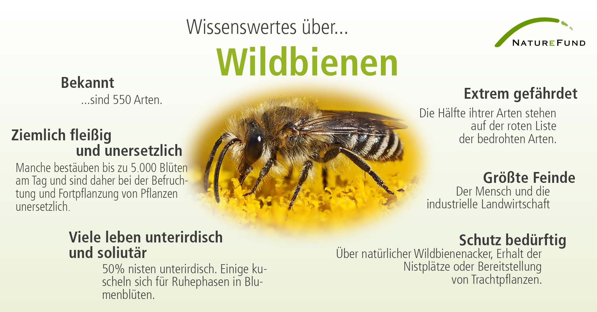 Infografik mit Fakten über Wildbienen