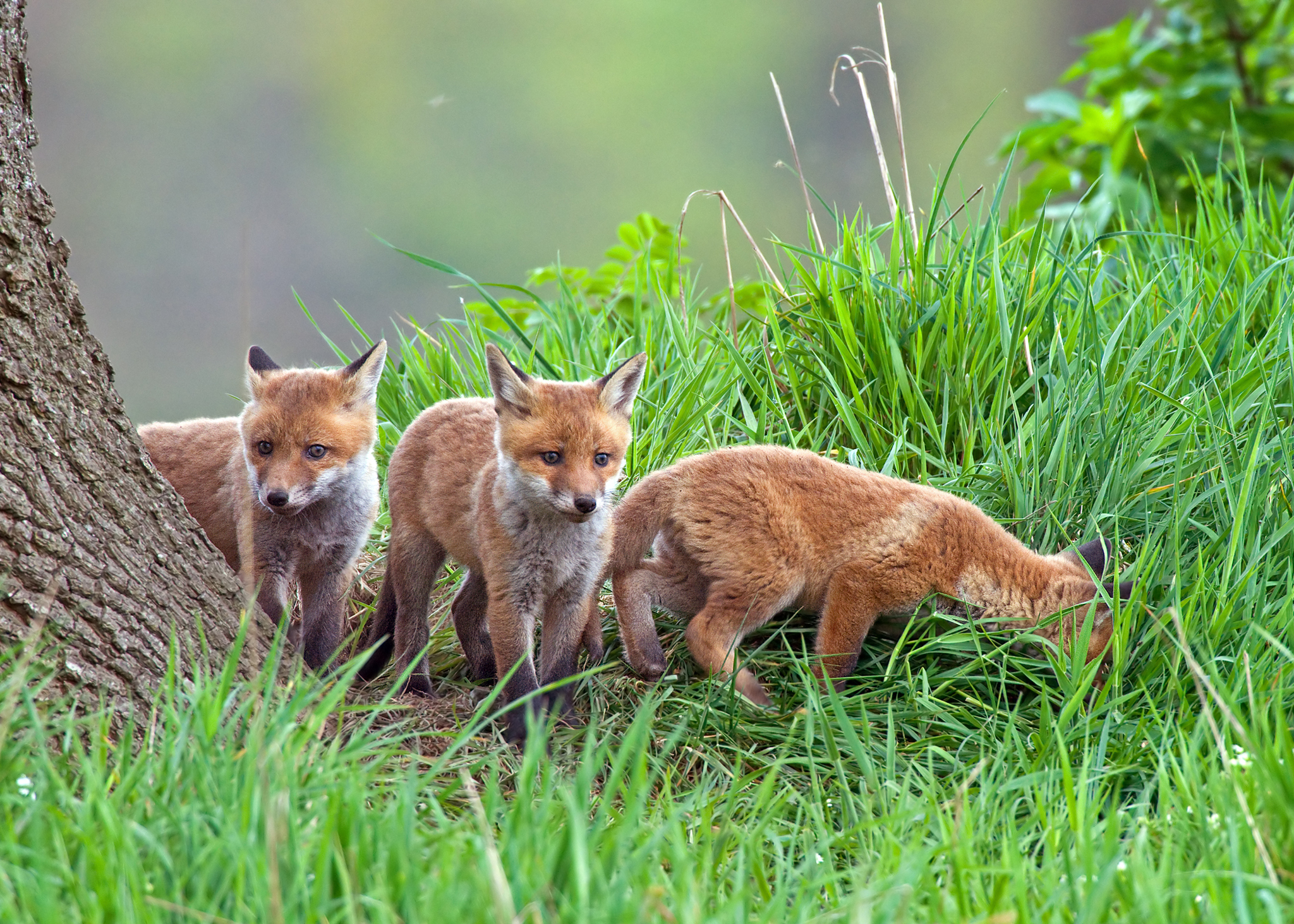 Von der Sinnlosigkeit der Fuchsjagd | Naturefund